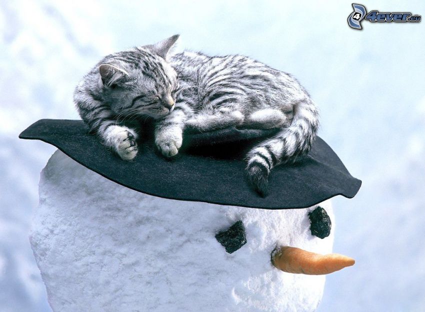 Gato que duerme, muñeco de nieve, sombrero