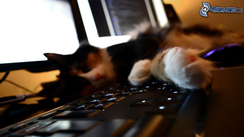 Gato que duerme, ordenador, teclado
