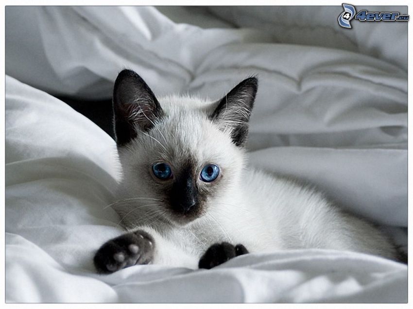 Gato siamés, gatito, edredón, ojos azules