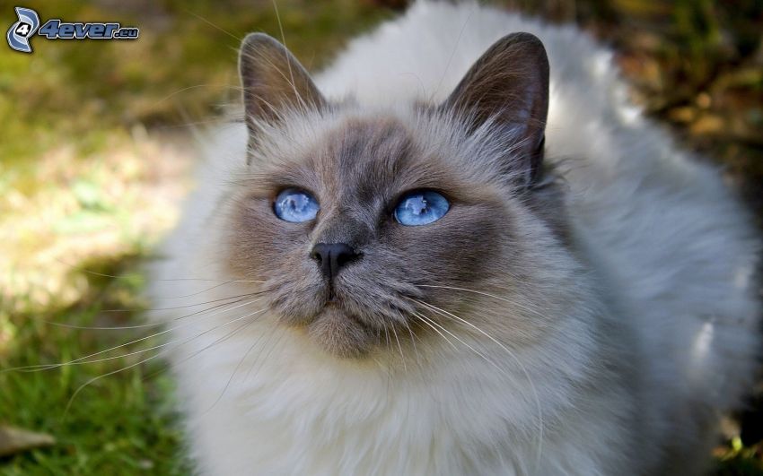Gato siamés, ojos azules