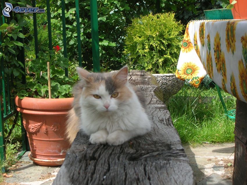 gato variopinto, jardín