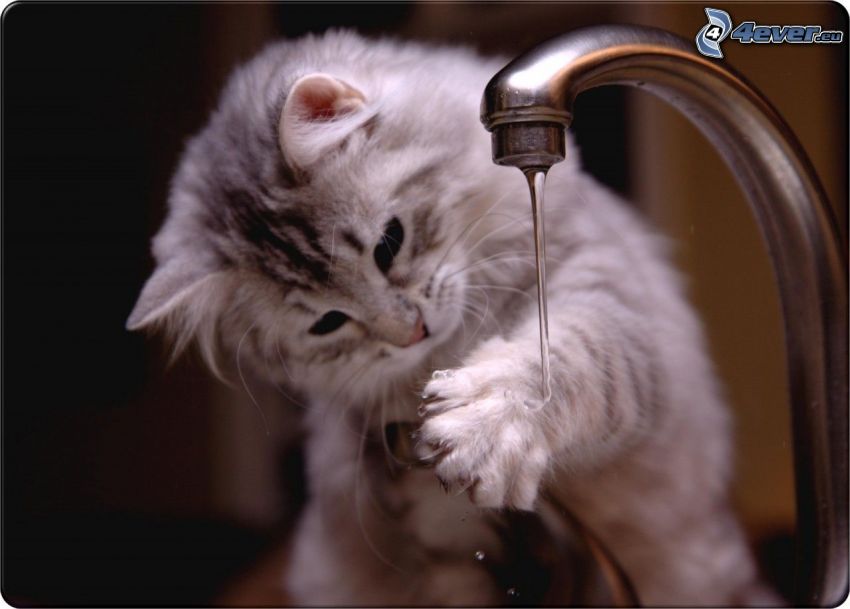 gato y agua