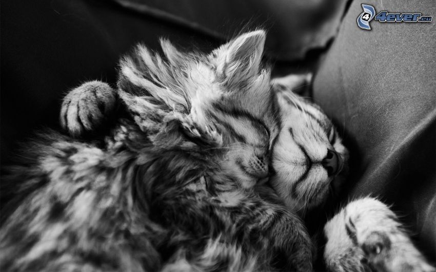 gatos, abrazar, Foto en blanco y negro