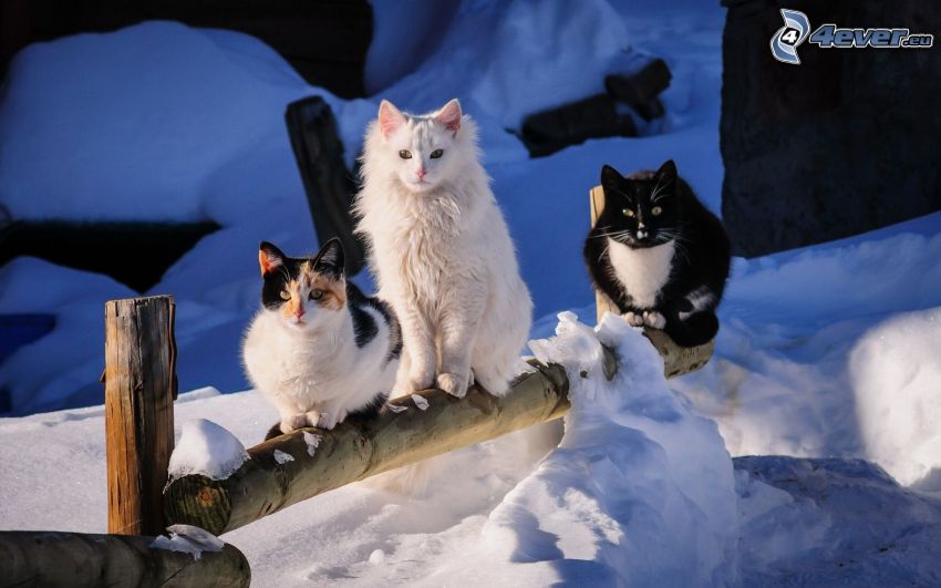 gatos, cerco de madera, nieve