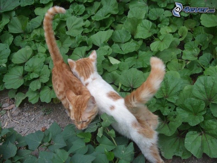 gatos, gato marrón, hojas verdes