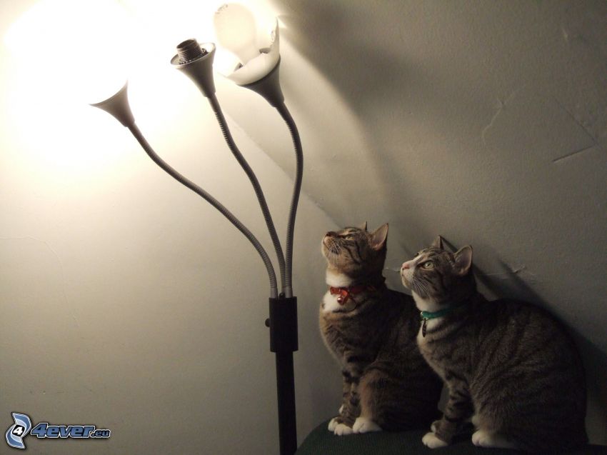 gatos, lámpara
