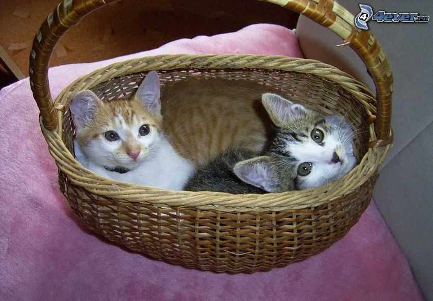 gatos en la cesta, manta