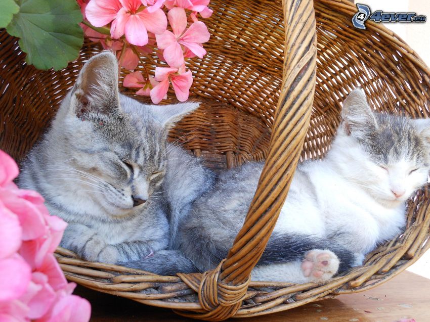 gatos en la cesta