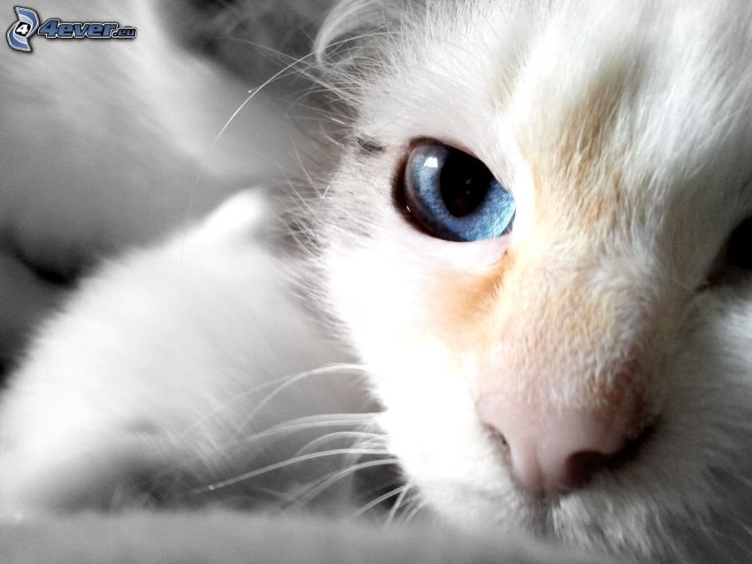 hocico, gatito blanco, ojo azul