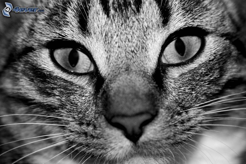 mirada de gato, blanco y negro