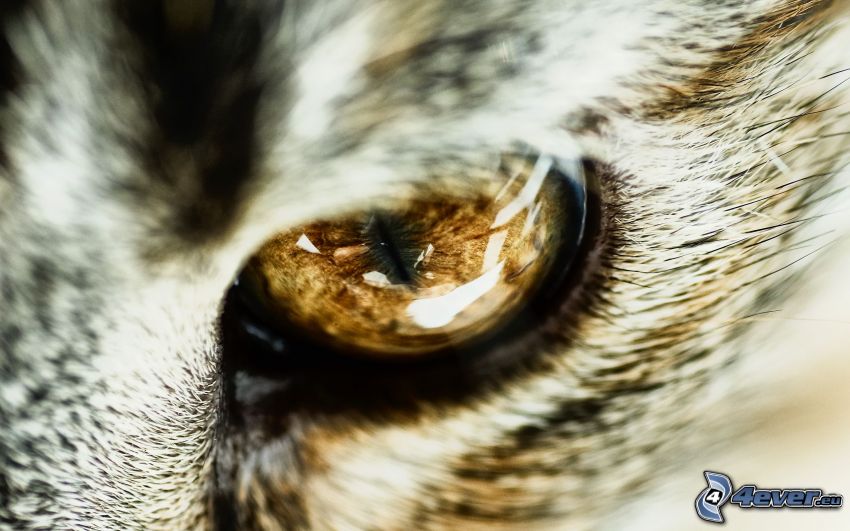 ojo, ojos de gato