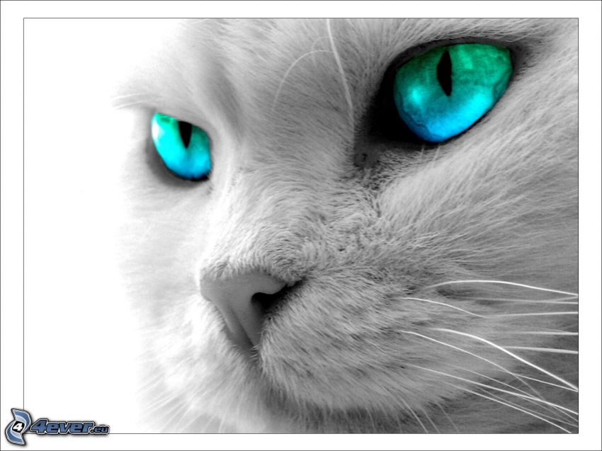 ojos azules, rostro felino