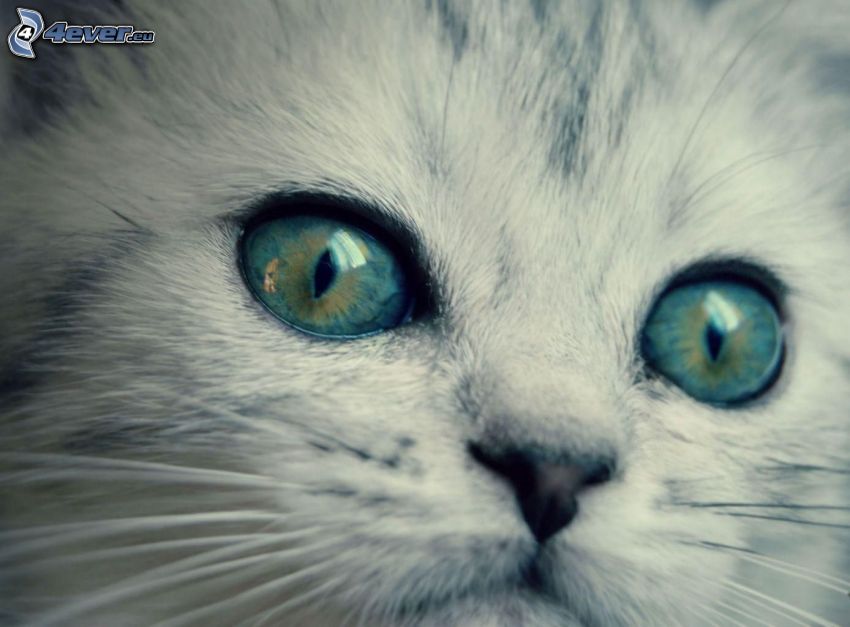 ojos de gato, gatito