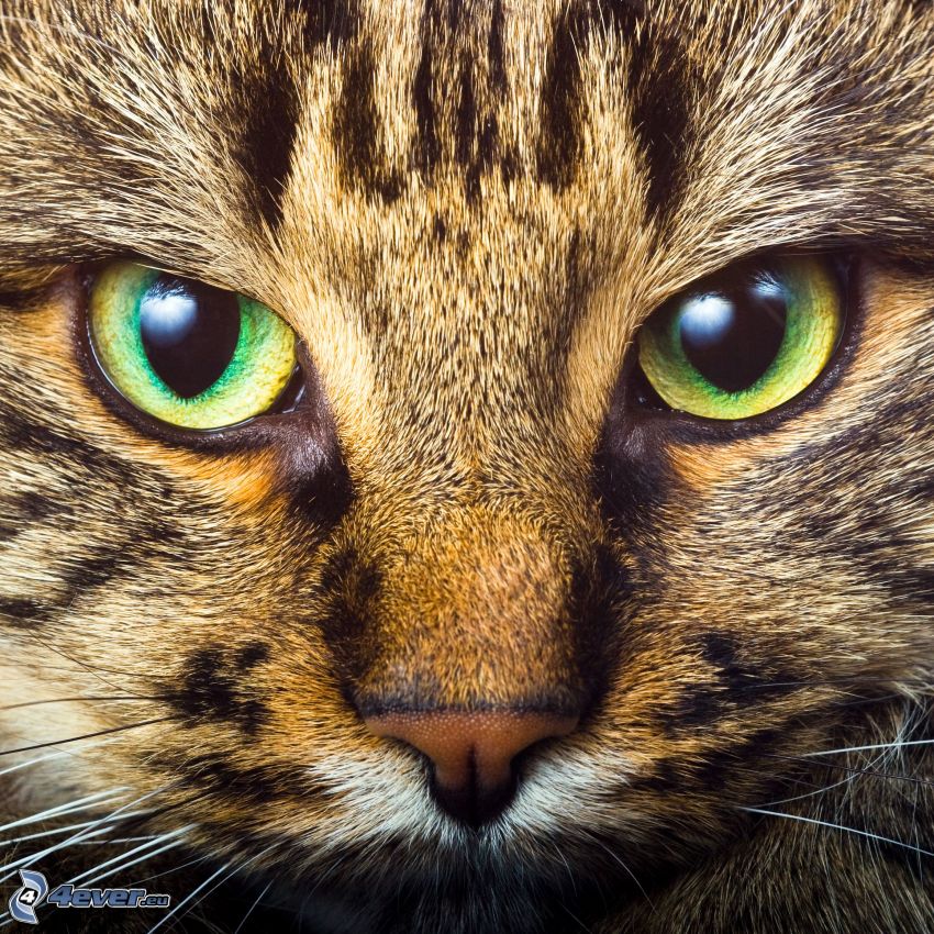 ojos verdes de un gato, mirada, hocico