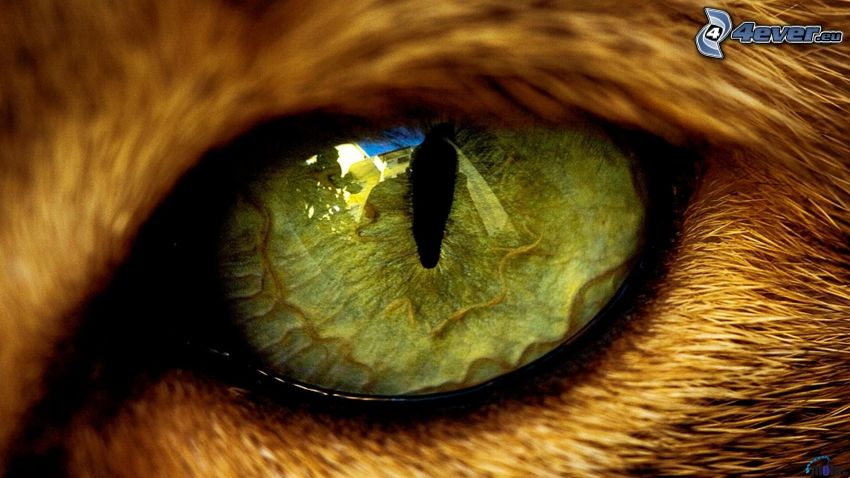 ojos verdes de un gato