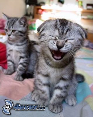 pequeño gatito bostezando, gatitos grises