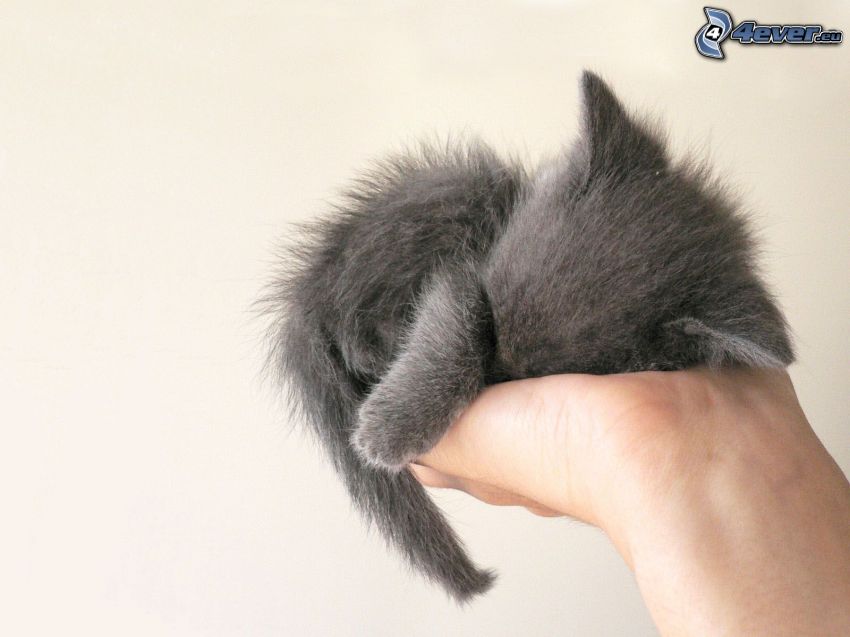pequeño gatito gris, gatito peludo, mano