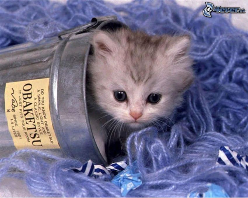pequeño gatito gris, gatitos en un cubo, cubo, algodón