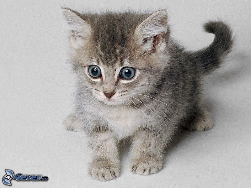 pequeño gatito gris, ojos grandes