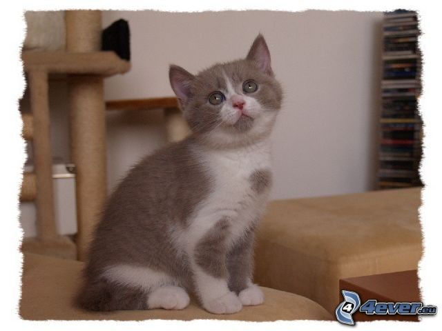 pequeño gatito gris