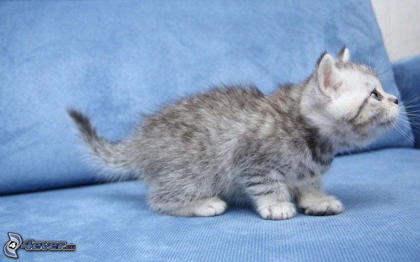 pequeño gatito gris