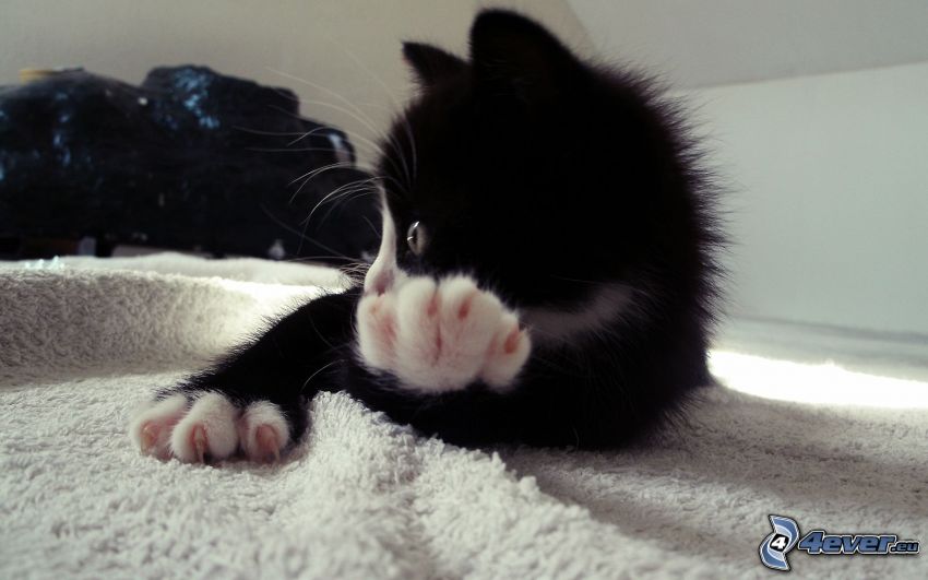 pequeño gatito negro