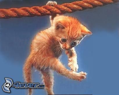 pequeño gato pelirrojo, cuerda