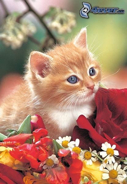 pequeño gato pelirrojo, flores