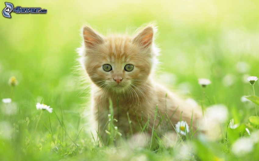pequeño gato pelirrojo, gato en la hierba, margaritas