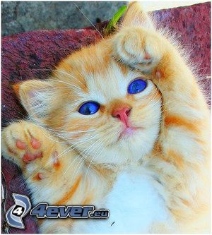 pequeño gato pelirrojo, ojos azules