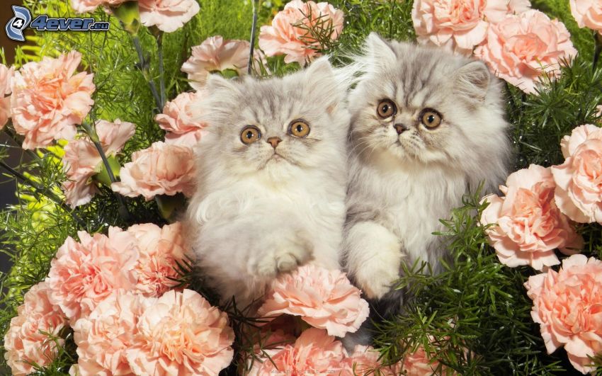pequeños gatitos, rosas