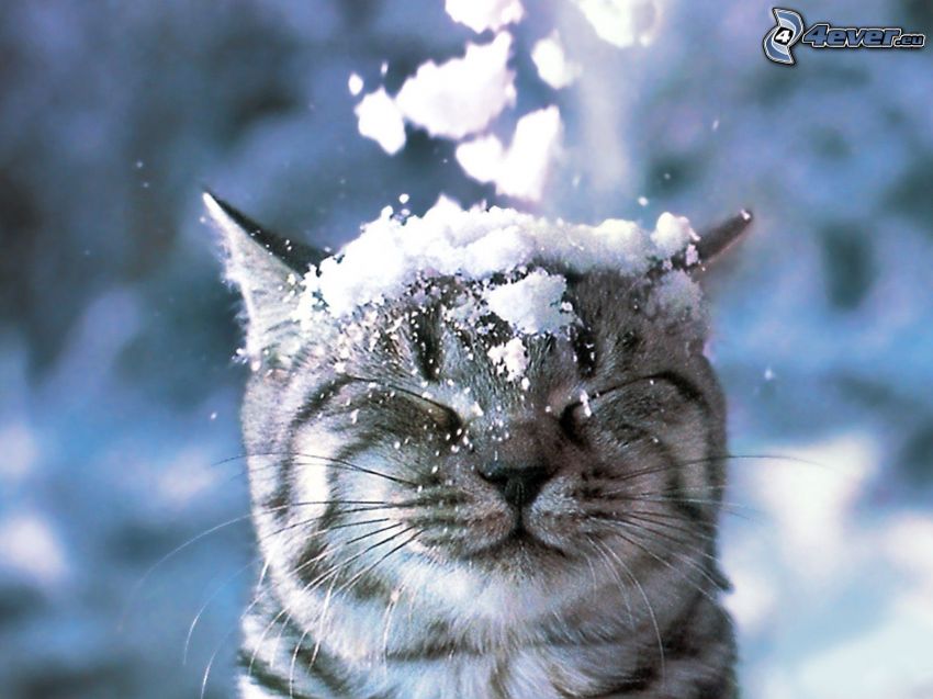 rostro felino, nieve