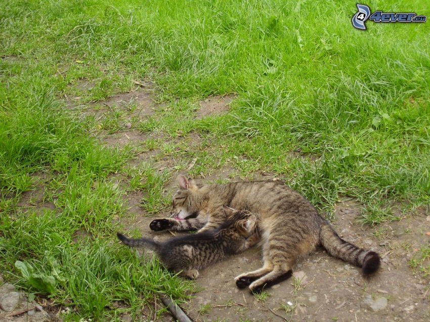 un gato y un gatito, hierba