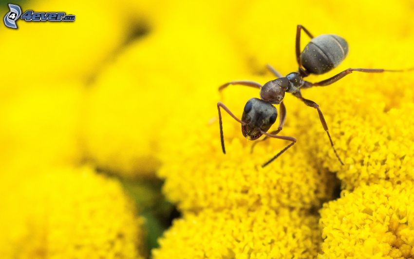 hormiga, flores amarillas