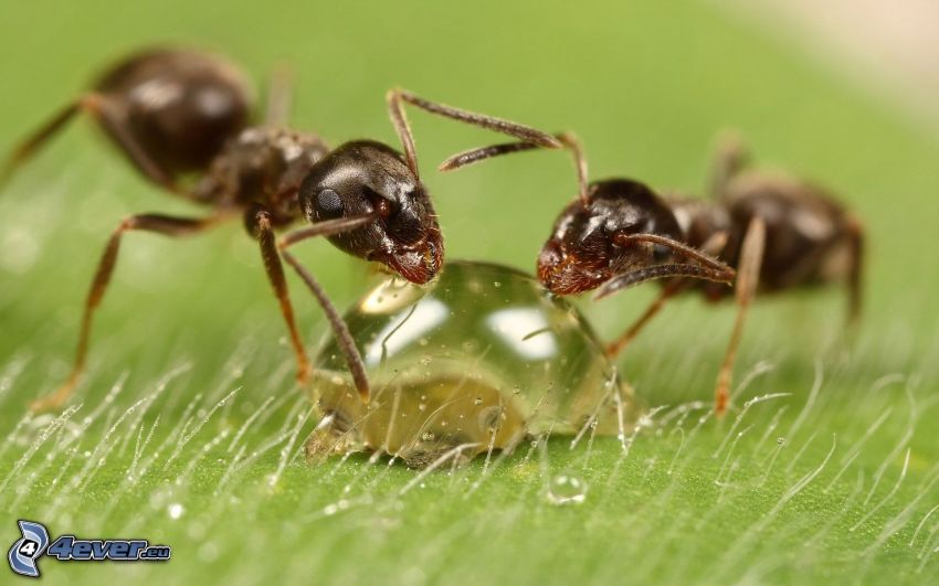 hormigas, gota de agua, macro