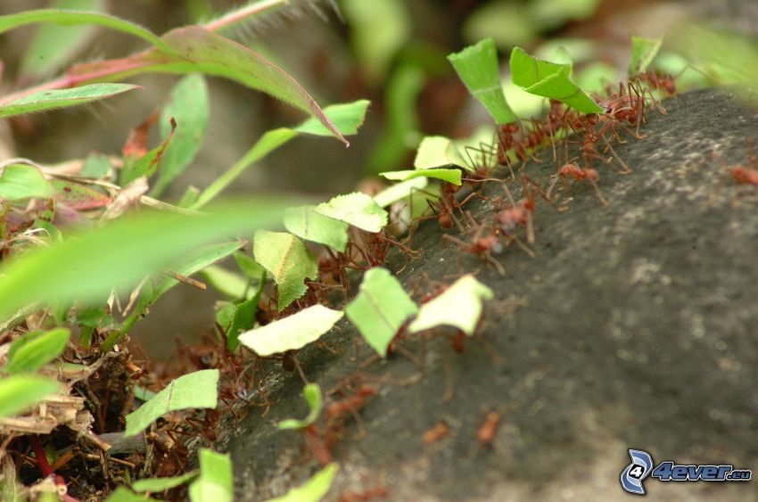 hormigas, hojas