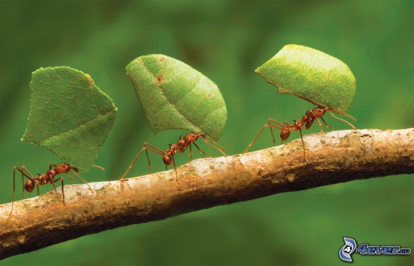 hormigas, hojas verdes, rama