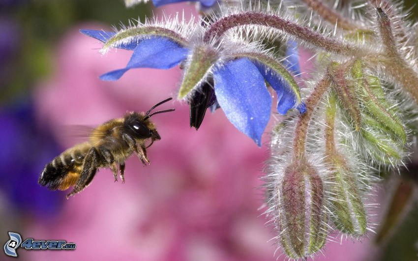abeja, flor azul