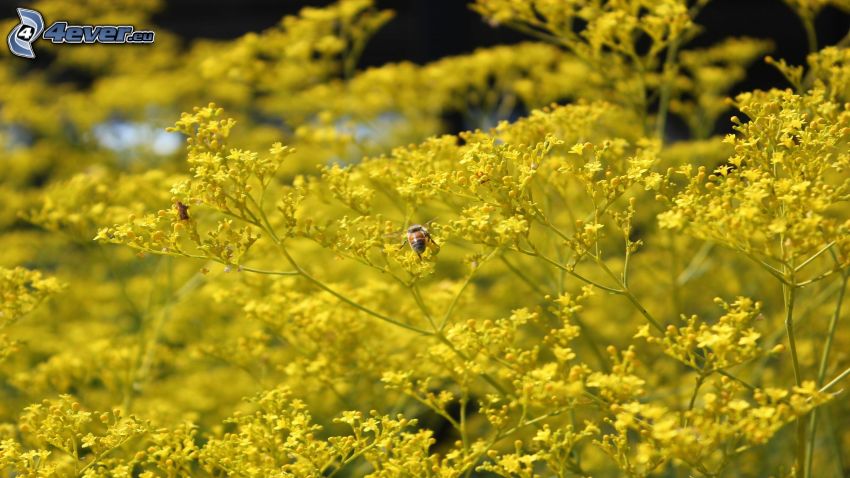 abeja, flores amarillas