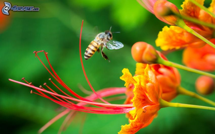 abeja, flores de color naranja