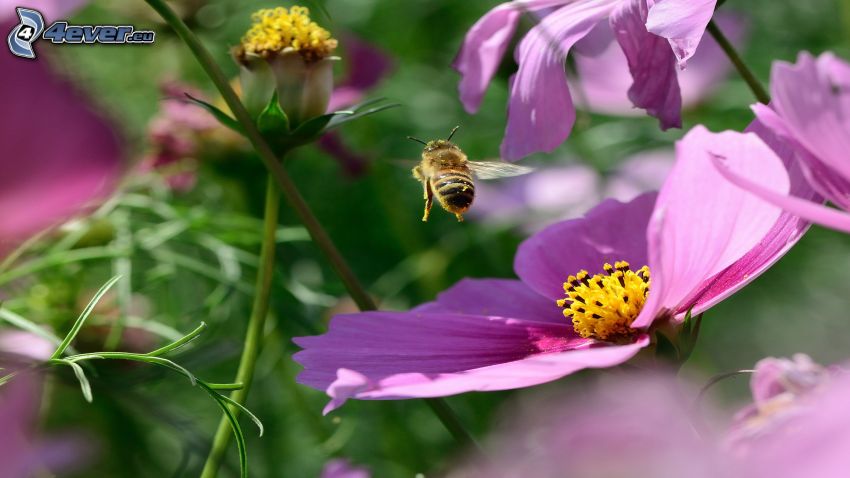 abeja, flores de coolor violeta