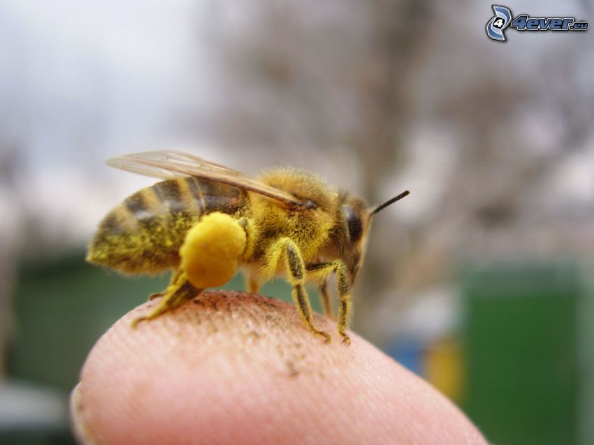 abeja, polen, dedo