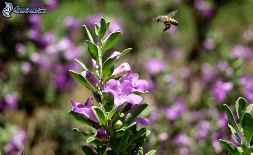 abeja, vuelo, flor púrpura