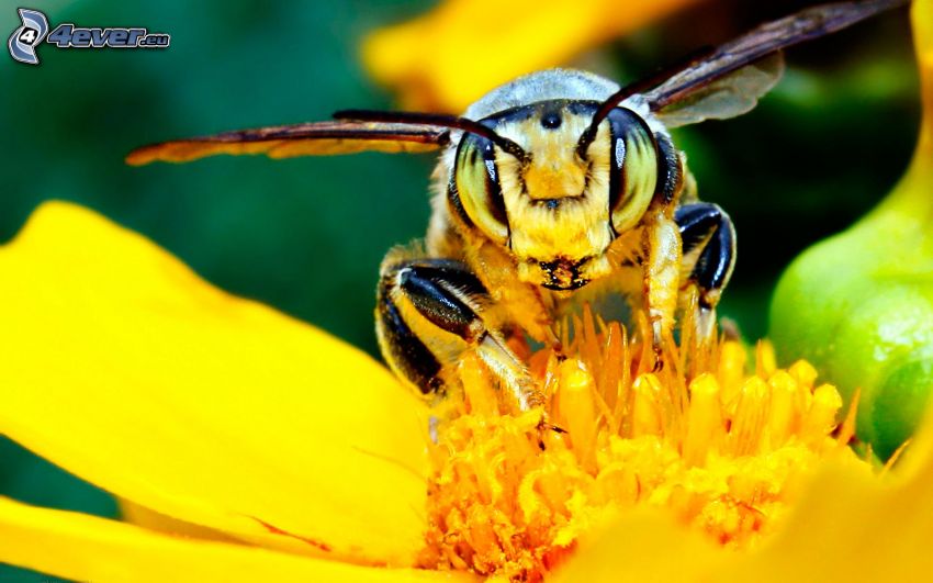 abeja en una flor, flor amarilla, macro