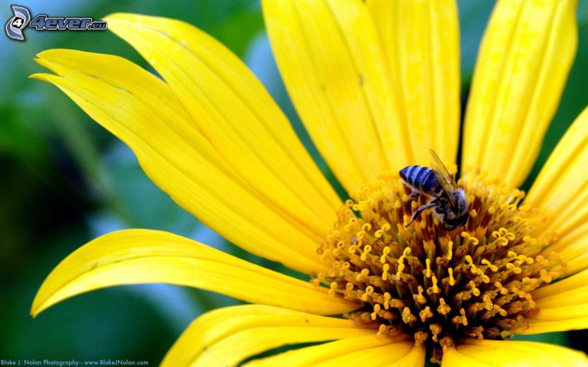 abeja en una flor, flor amarilla