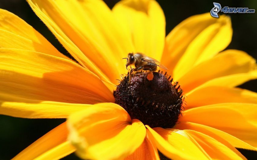abeja en una flor, flor amarilla