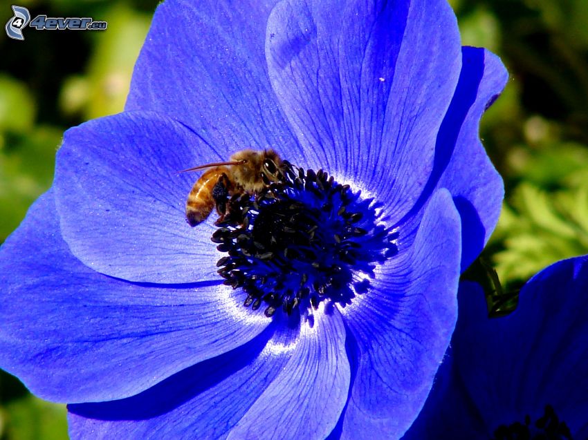 abeja en una flor, flor azul