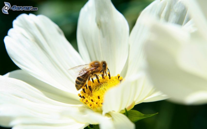 abeja en una flor, flor blanca