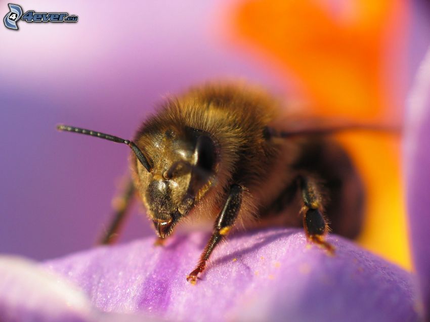 abeja en una flor, flor púrpura, macro