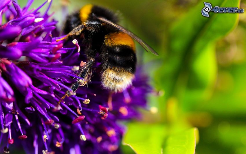 abeja en una flor, flor púrpura, macro